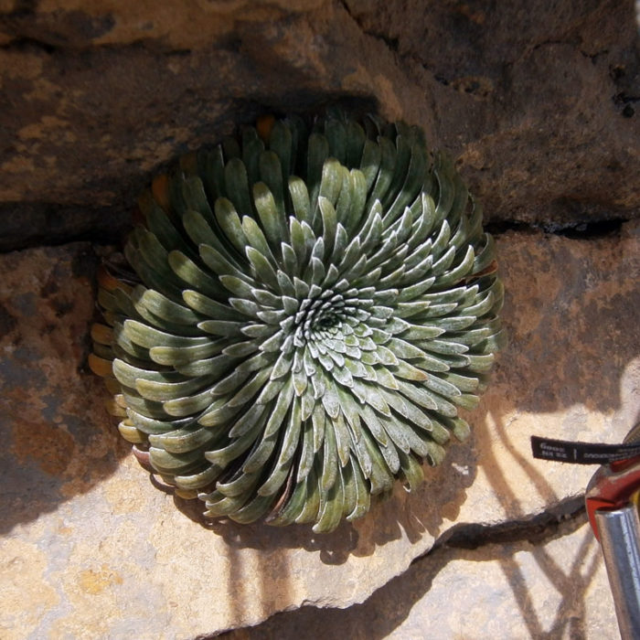 A la tercera reunió trobem una fantàstica corona de reina
